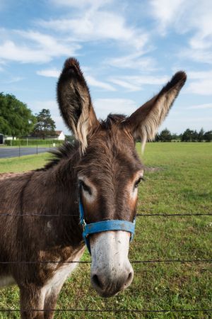 A donkey in a field in Bonham, Fannin County, Texas