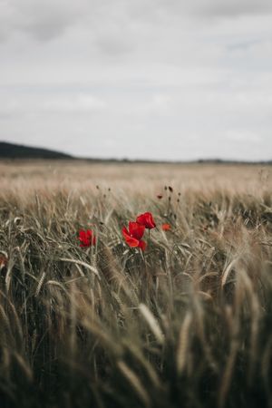 Red poppies in dry field
