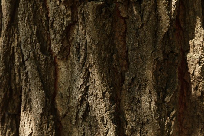 Bark of tree on whole background, close up