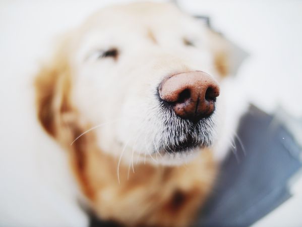 Golden retriever puppy lying in close up