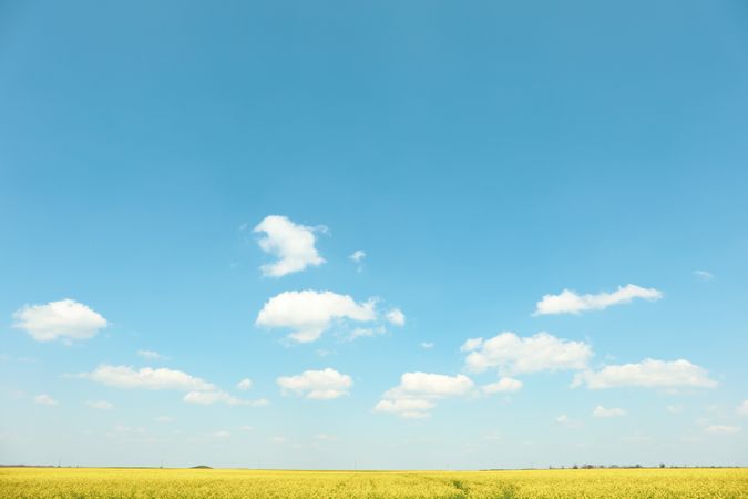 Beautiful rapeseed field. Amazing spring nature. Photo outdoor