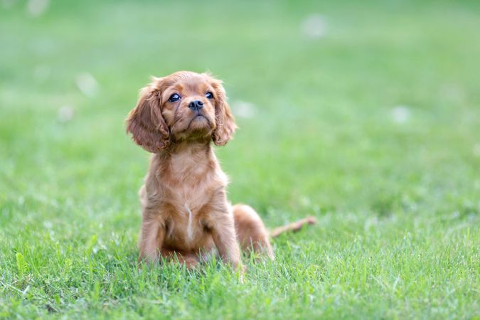 Cavalier spaniel resting on the grass