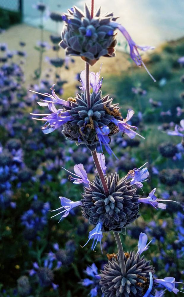Blue sage stalk