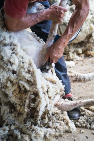 Crop man shearing sheep in barn