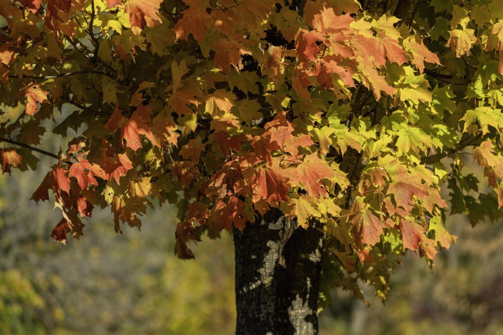 Maple tree at Mille Lacs Kathio State Park in Minnesota