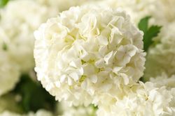 Beautiful hydrangea flowers, close up. Spring plant