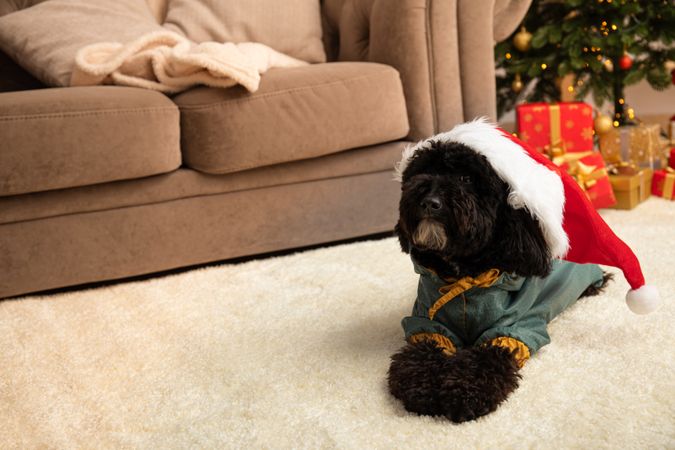 Concept of Merry Christmas, funny Christmas dog