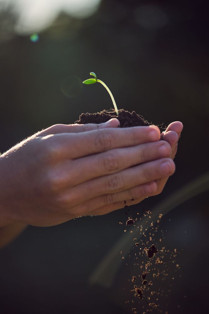 Crop gardener with seedling in earth on summer day