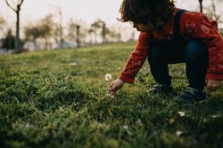 Girl picking a dandelion