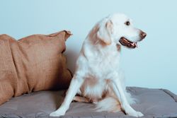 Big Labrador looking at camera