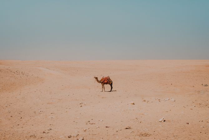 camel with ornamental saddles standing in desert near Cairo, Egypt