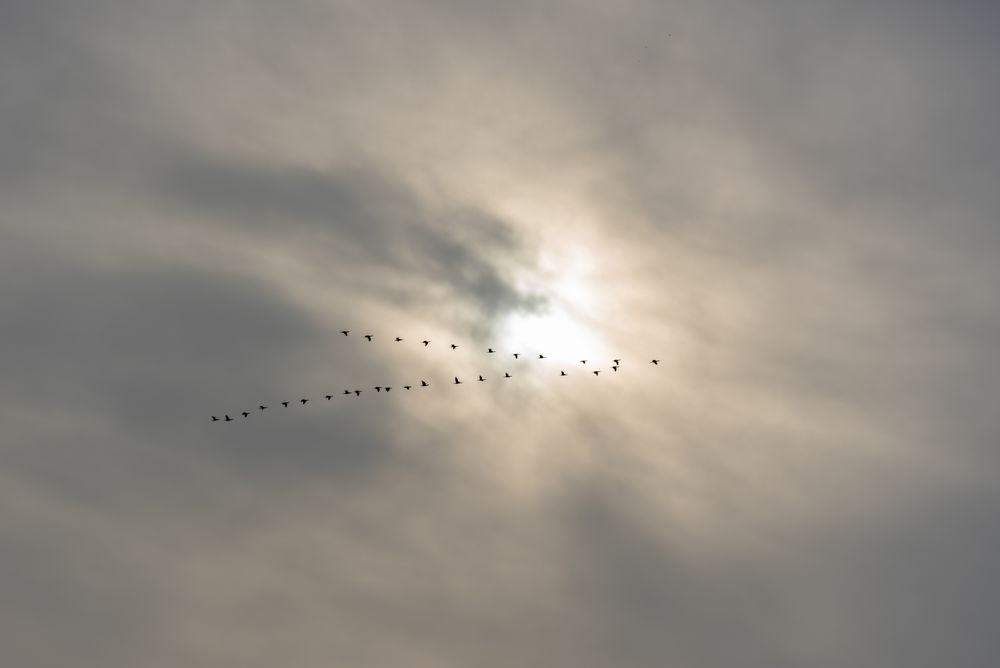 Birds migrate in V formation, in silhouette against a gray sky, in Stuttgart, Germany