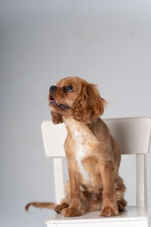 Cute cocker spaniel sitting on chair looking up