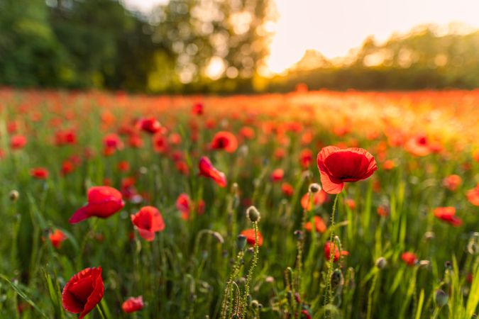 Park of poppies with trees with selective focus and hazy light