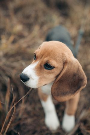 Tricolored beagle puppy