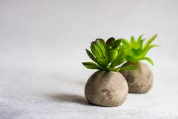 Two plants in minimalistic pots
