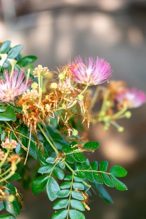 Albizia julibrissin flower, also known as Persian silk tree