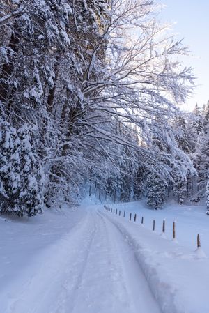 Winter road through snowy forest in the Bavarian Alps, Germany