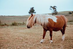 Horse grazing in dry field