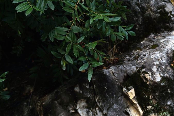 Branches with leaves in dark forest gorge