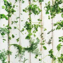 Variety of green garden herbs on wood countertop