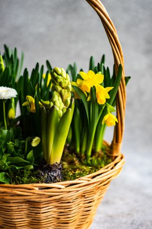 Spring floral composition of daffodils in basket