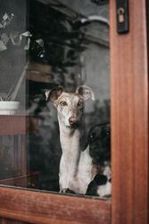 Cute dog behind window