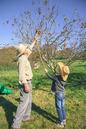 Older man and boy picking apples with wood stick
