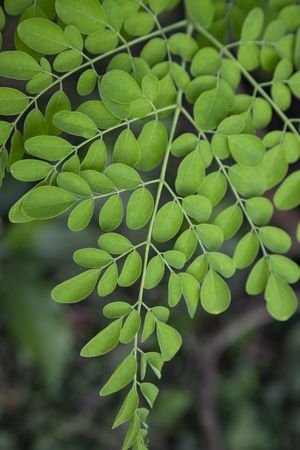 Drumstick tree, Herbal Green Moringa leaves tree background