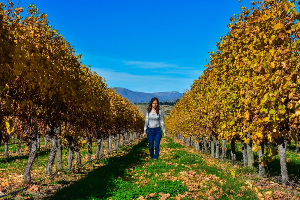 Woman walking between yellow trees