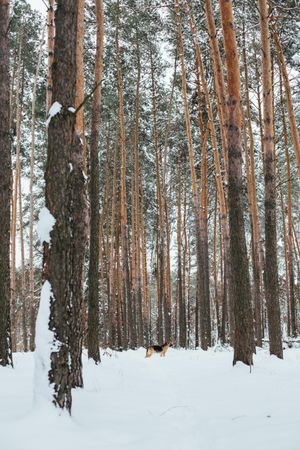 Shot of dog in a snowy forest, vertical