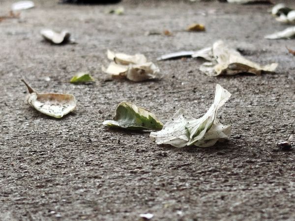 Fallen leaves on concrete: Dried and wilted leaves scattered across a rough concrete surface, signaling the change of season.