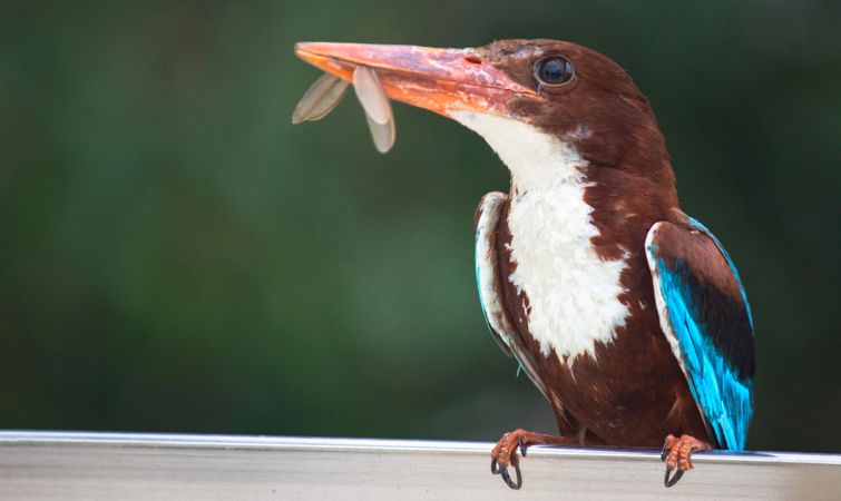 Kingfisher on selective focus