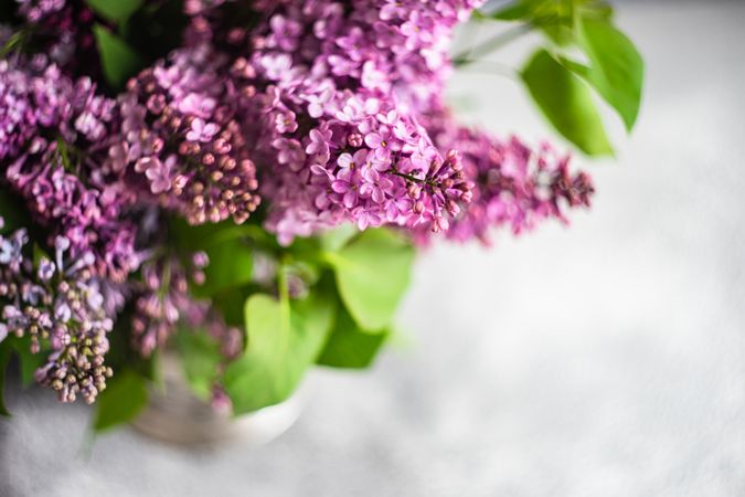 Spring floral card concept with lilacs flowers
