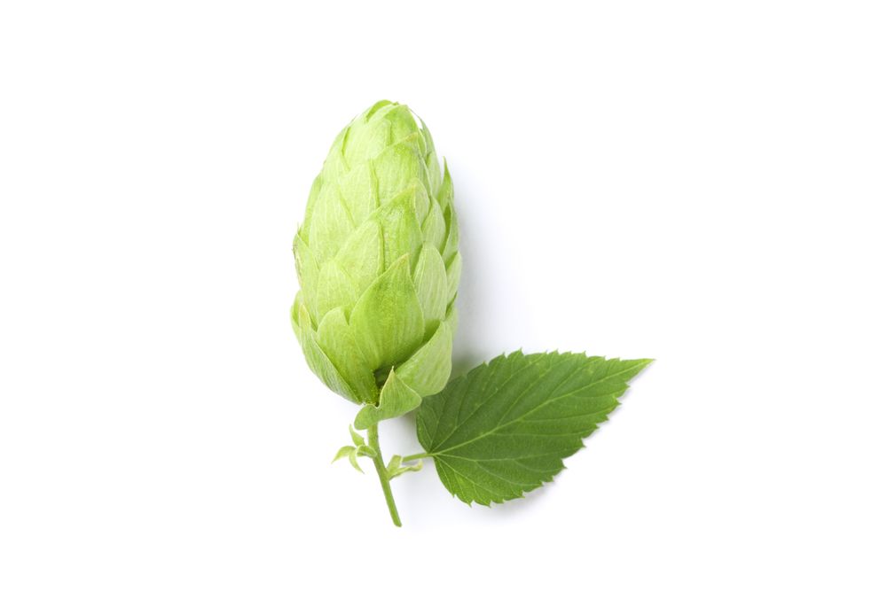 Green fresh hop cone isolated on studio background, close up