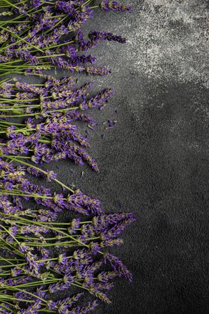 Fresh lavender flowers in a frame