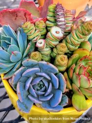 Top view of succulents in a pot on a table 5lqVv4