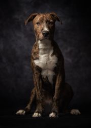 Proud adult spotted American Terrier dog