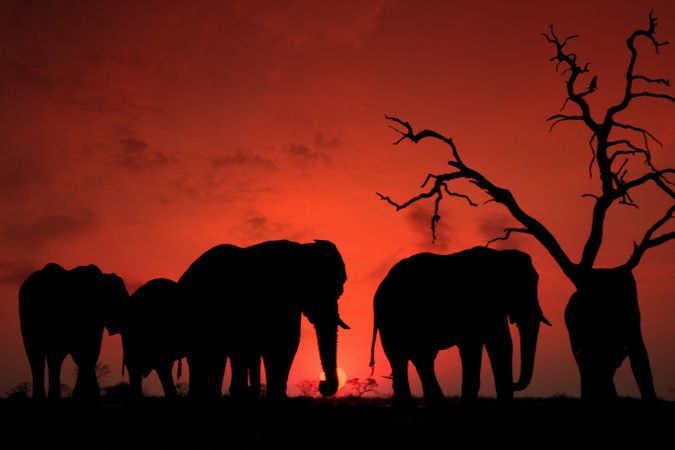 Silhouette of elephants near tree during sunset
