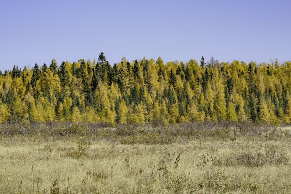 Tamarack trees in Itasca County on clear day, Minnesota