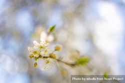 Close up of cherry blossoms with selective focus 0LZEE4