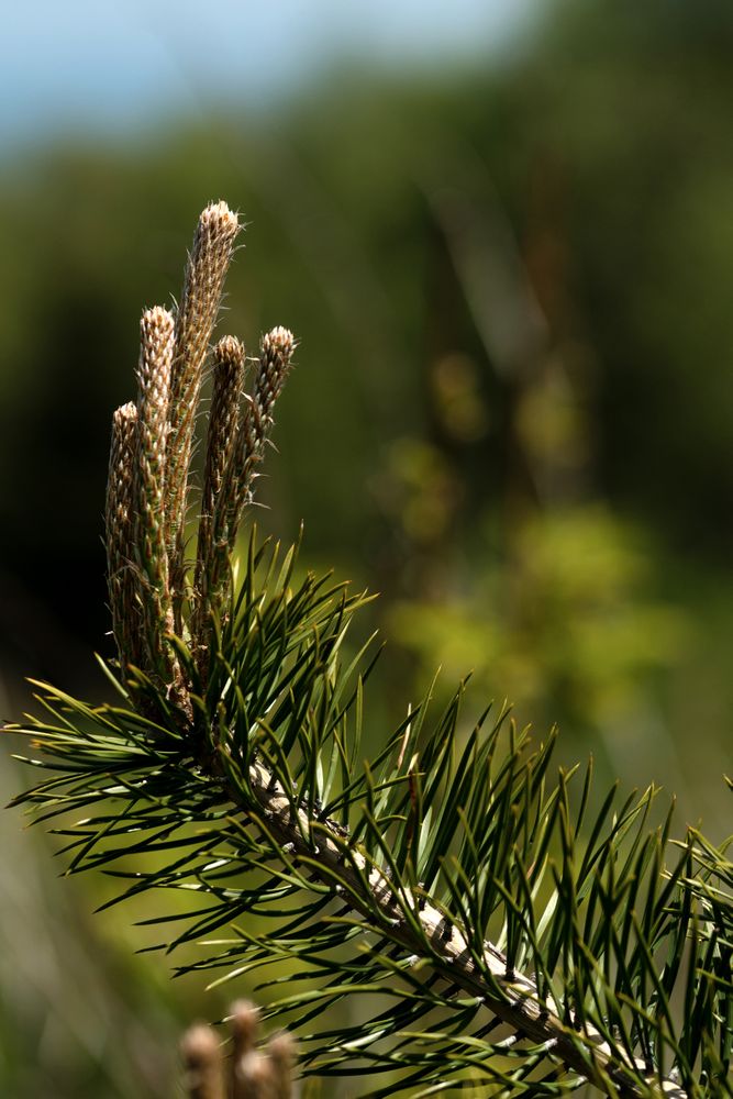 Pine buds growing on branch in nature.