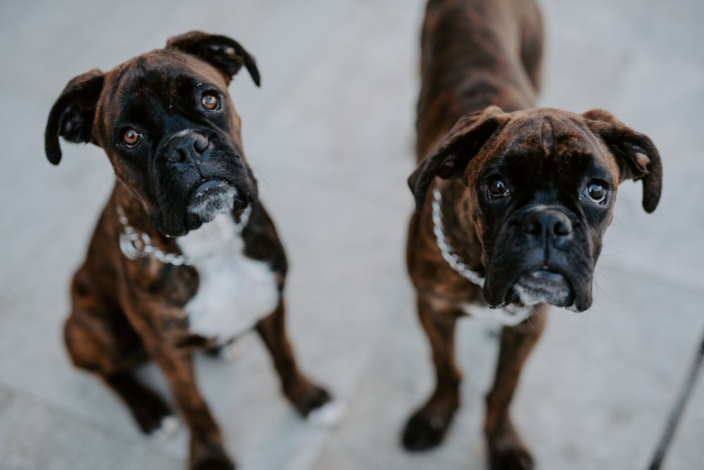 Playful cute dogs dutifully sitting on pavement
