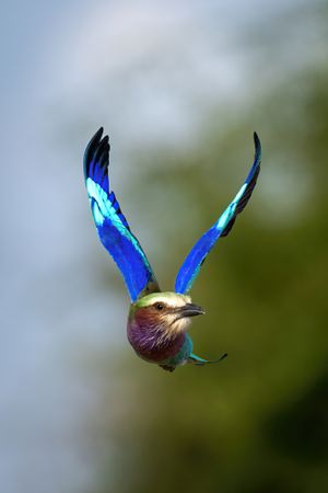 Lilac-breasted roller flies raising wings in V-shape
