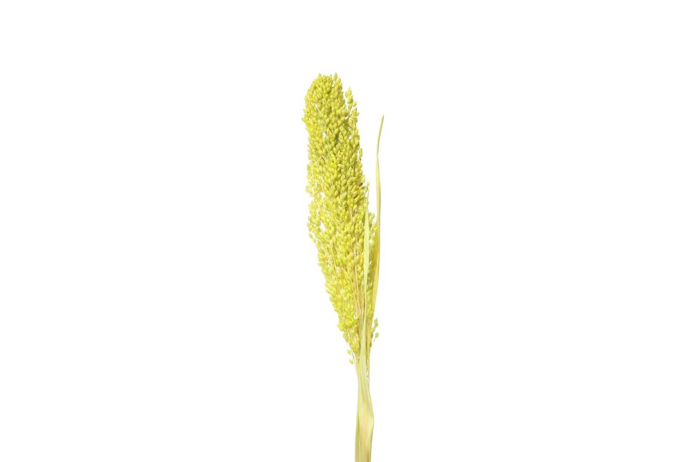 Dried plume in blank studio shoot