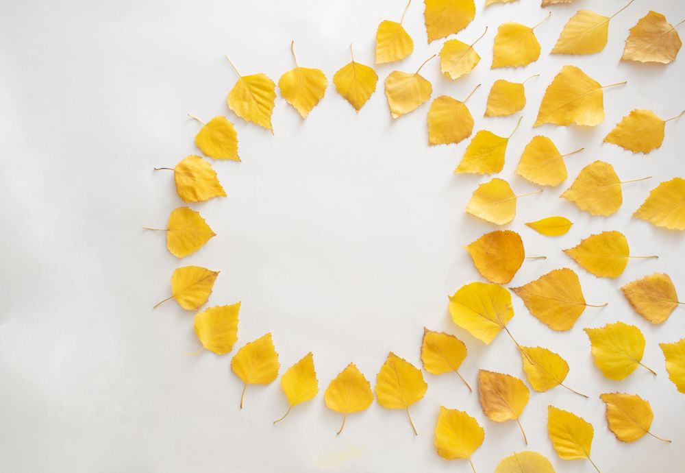 Seasonal flat lay of yellow leaves in a circle on plain background with space for text