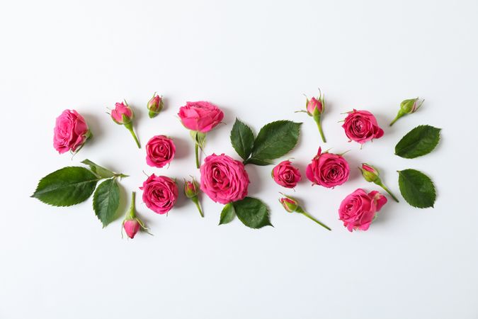 Flat lay composition with roses and petals on light background, space for text