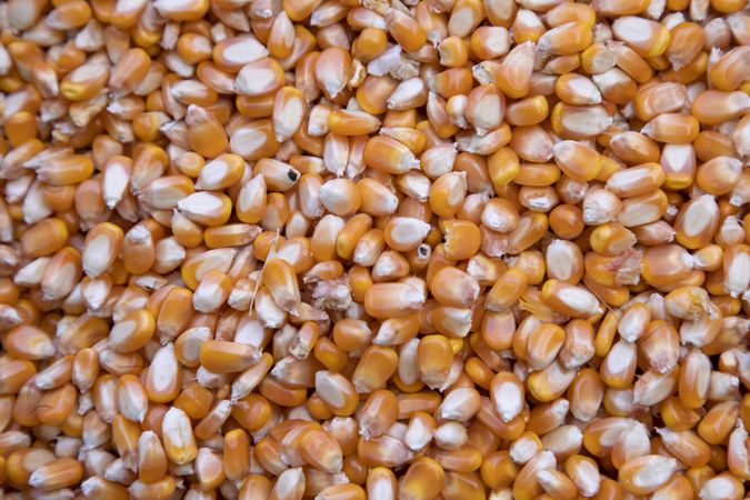 Close-up focus organic corn seed pattern texture Can be used as a background wallpaper