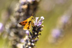Orange butterfly on purple buds