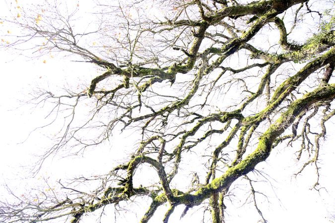 Green branches covered with moss